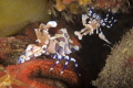   What do we eat today honeyHarlekin shrimp couple sandy area near San Miguel Pier Negros Oriental.Nikon D750 Nikkor 105mm f25 1250 ISO 200 Easydive Leo3 housing two Ikelite strobes. Oriental. Oriental f/25, f25, 25, 1/250, 1250, 250, strobes  